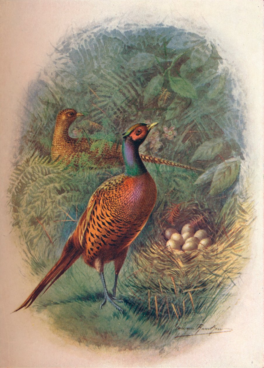 Bażant - Phasianus colchicus, c1910, 1910 autorstwa George James Rankin