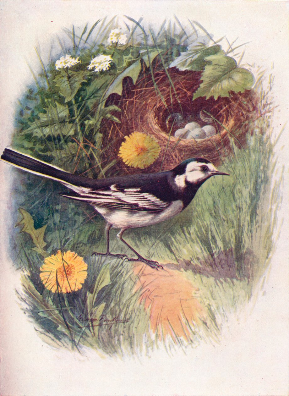 Pliszka żałobna - Motacilla lugubris, c1910, 1910 autorstwa George James Rankin