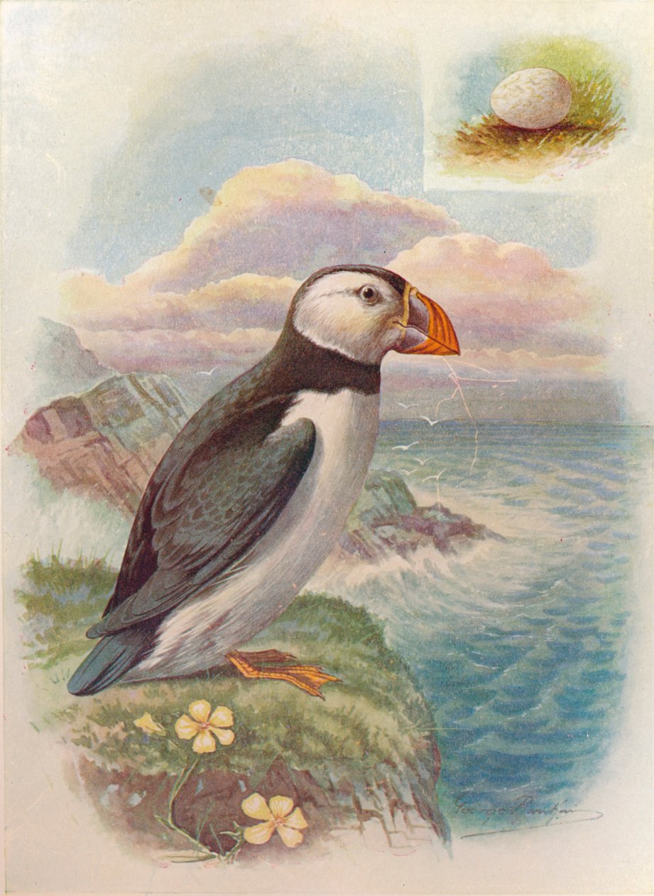 Maskonur - Fratercula arctica, c1910, 1910 autorstwa George James Rankin