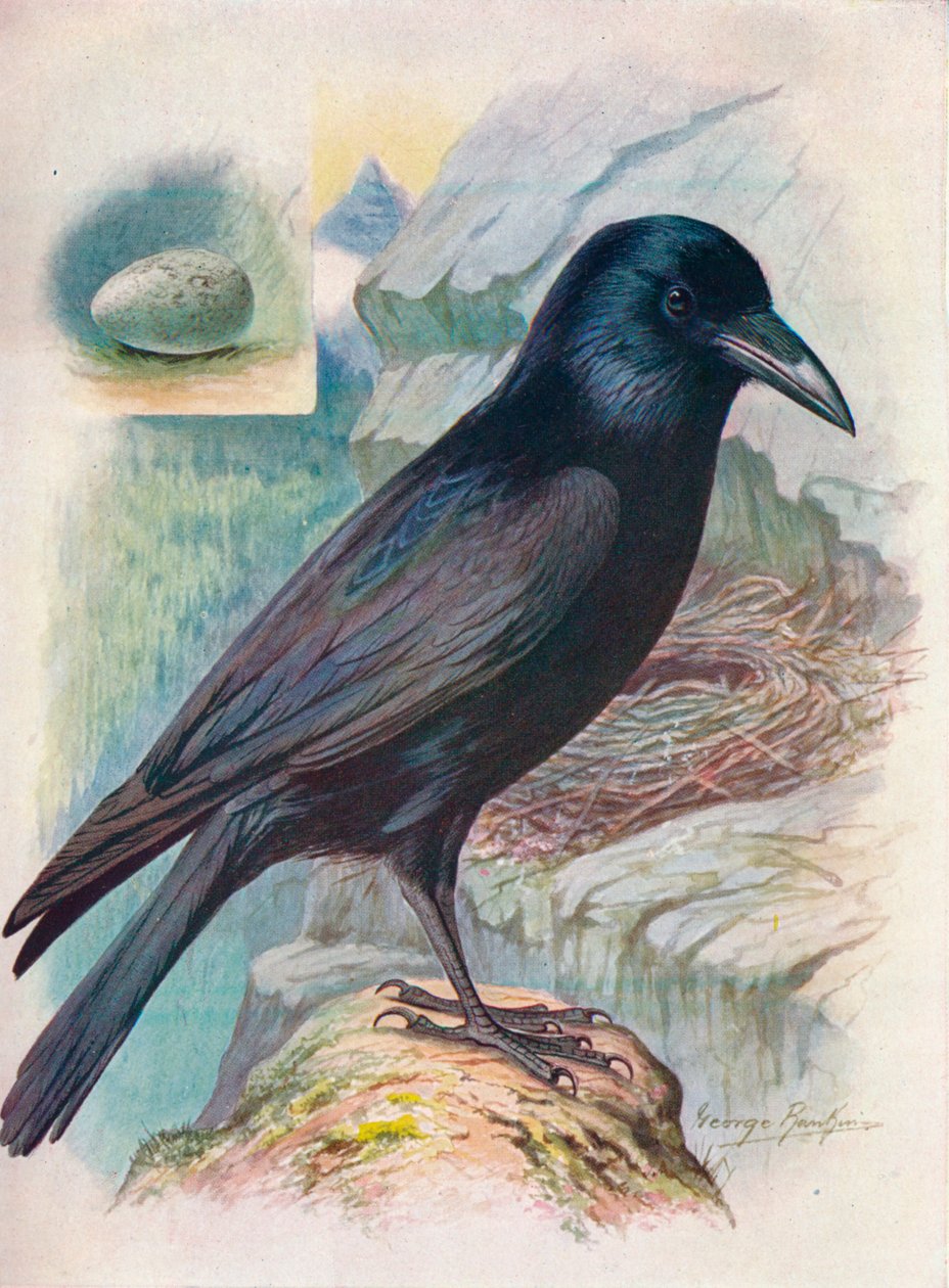 Kruk - Corvus corax, c1910, 1910 autorstwa George James Rankin