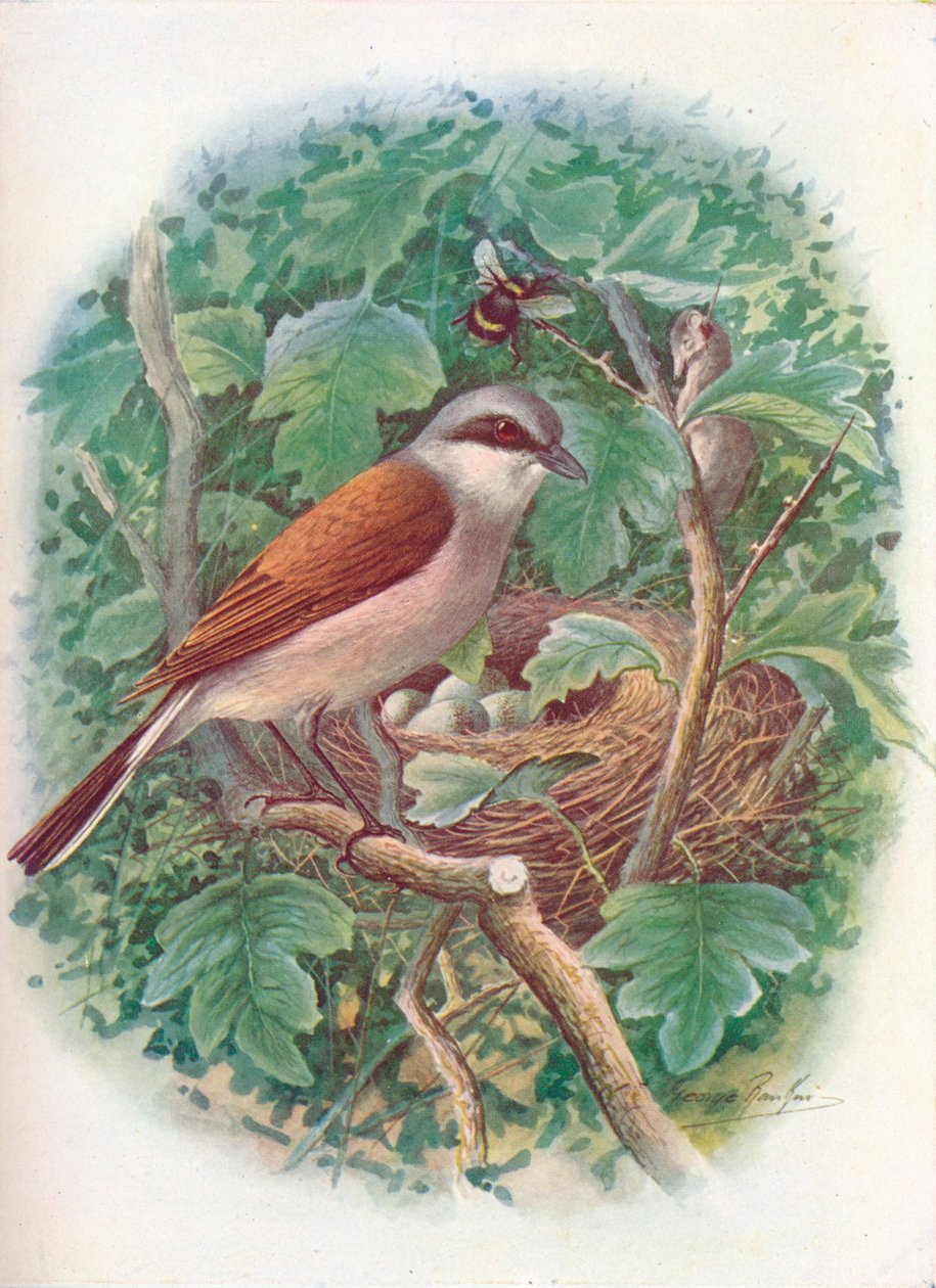 Dzierzba gąsiorek - Lanius collurio, c1910, 1910 autorstwa George James Rankin