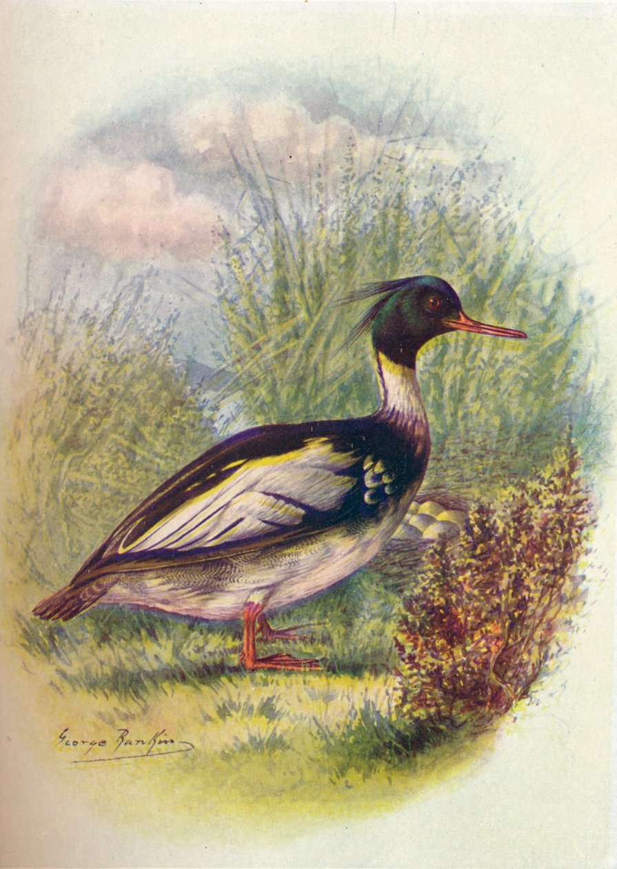 Nurogęś czerwonopierśny - Serrator Mergus, c1910, 1910 autorstwa George James Rankin