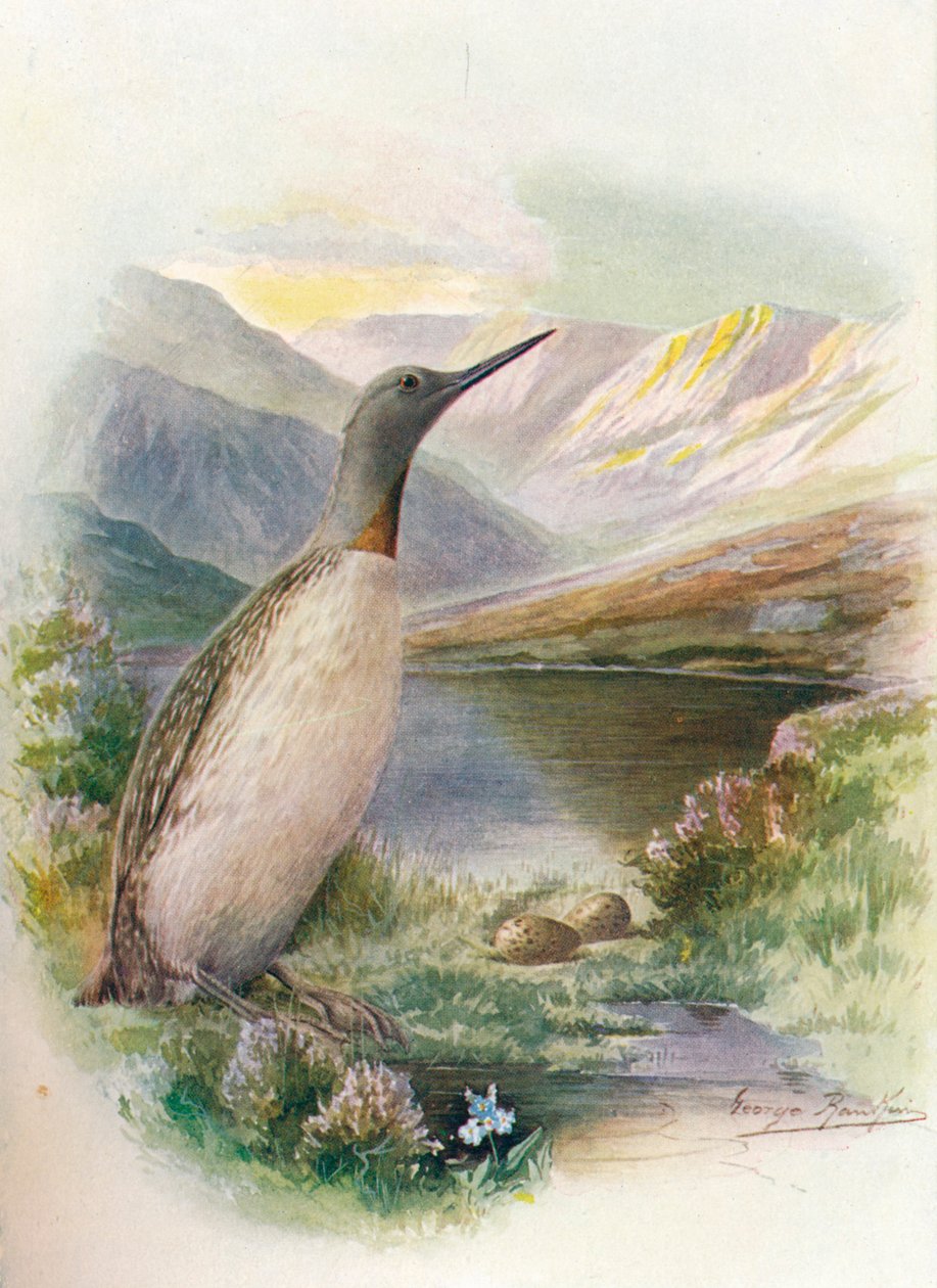 Nurek czerwonogardły - Colimbus septentrionalis, c1910, 1910 autorstwa George James Rankin