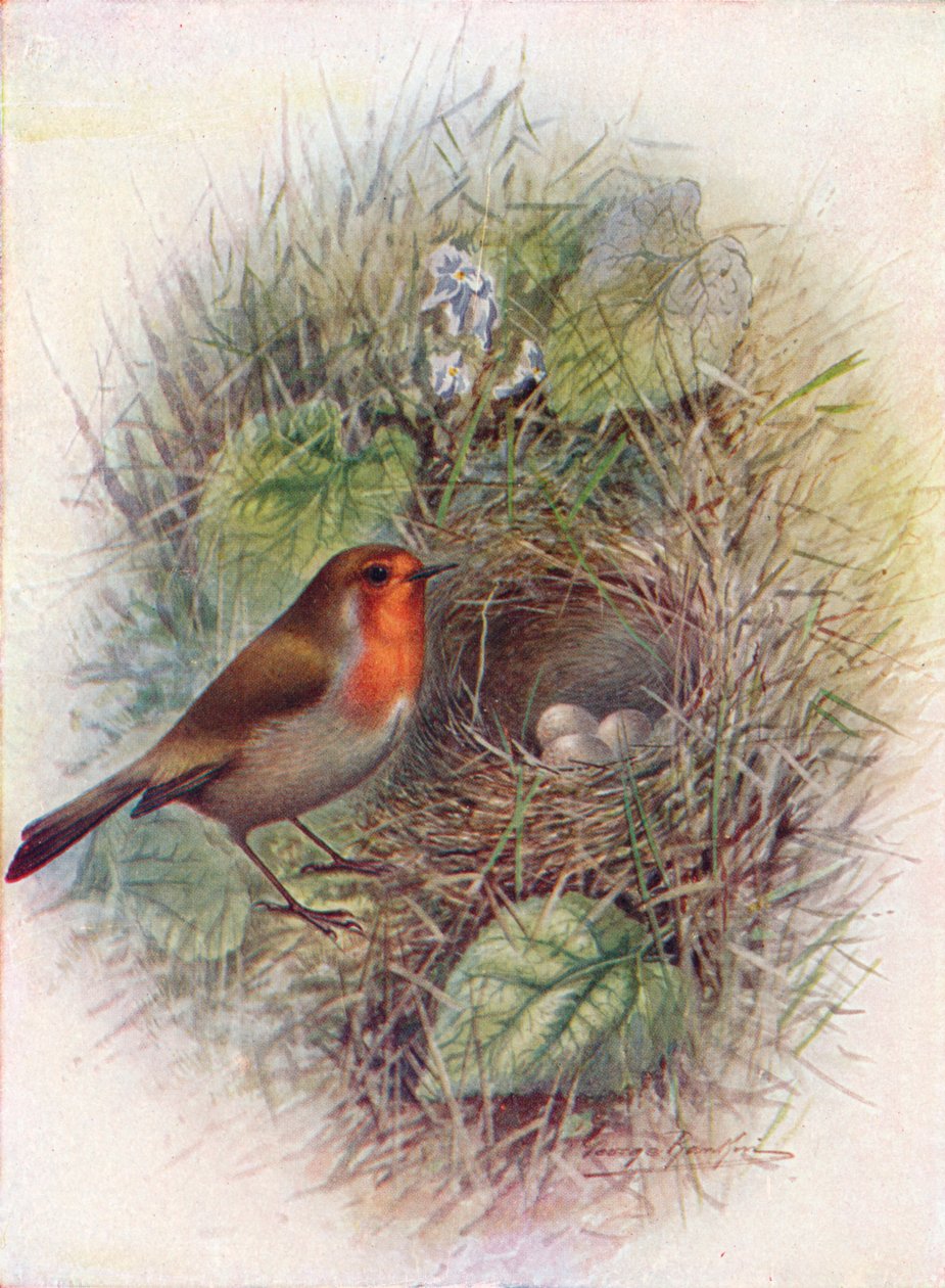 Rudzik lub Rudzik - Erithacus rubecula, c1910, 1910 autorstwa George James Rankin