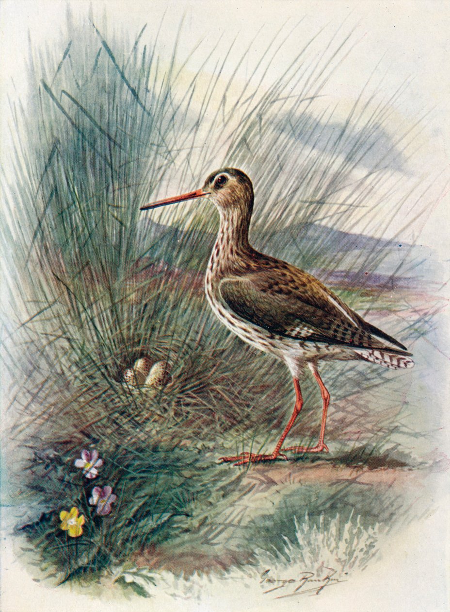 krwawodziob - Totanus calidris, c1910, 1910 autorstwa George James Rankin