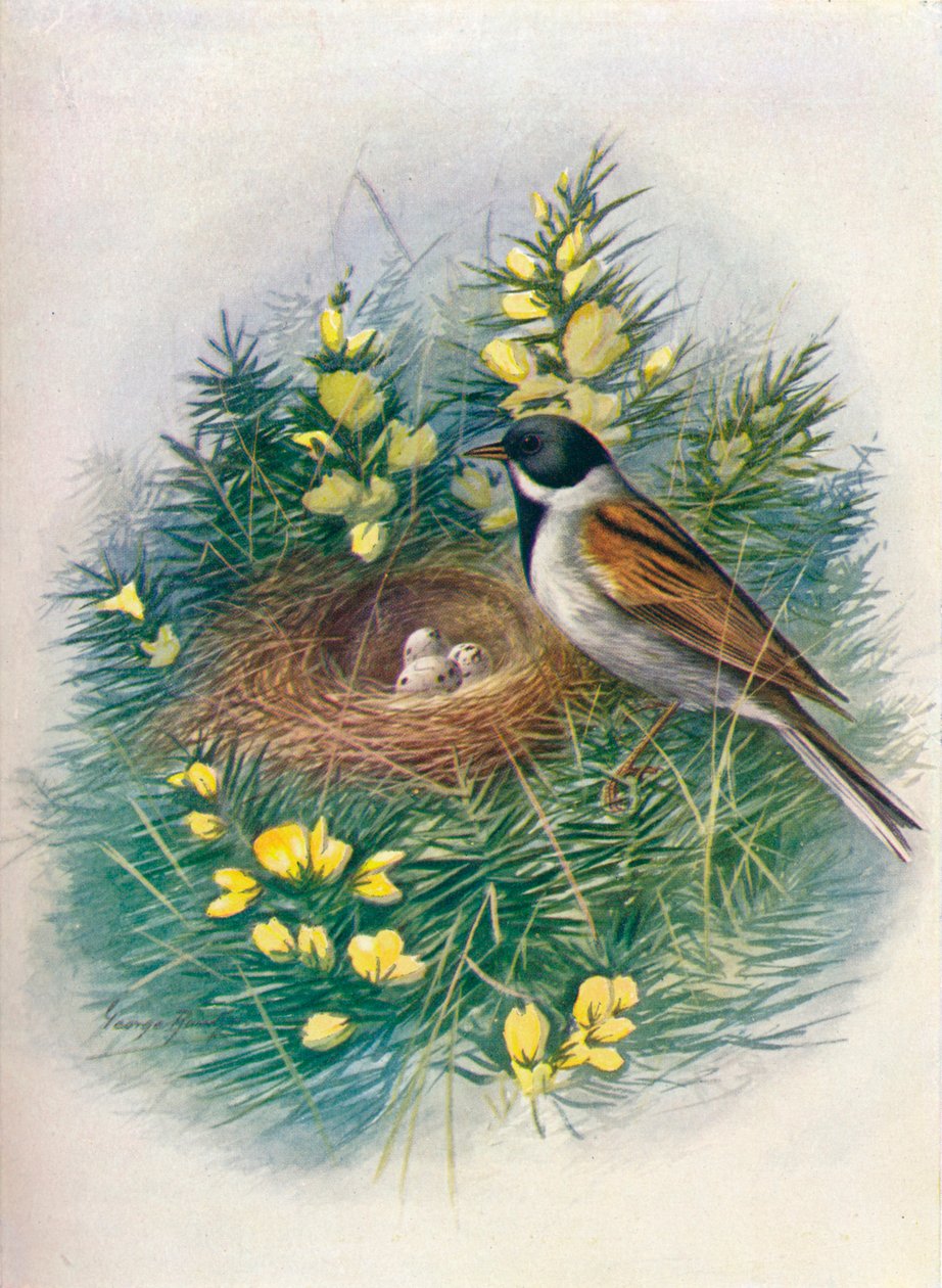 Trznadel trzcinowy - Embriza schoeniclus, c1910, 1910 autorstwa George James Rankin