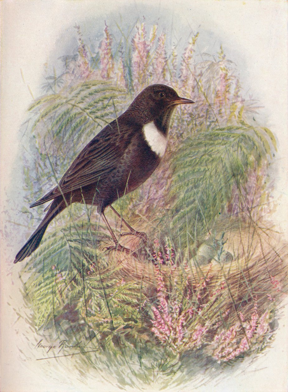 Ring-Ousel - Turdus torquatus, c1910, 1910 autorstwa George James Rankin