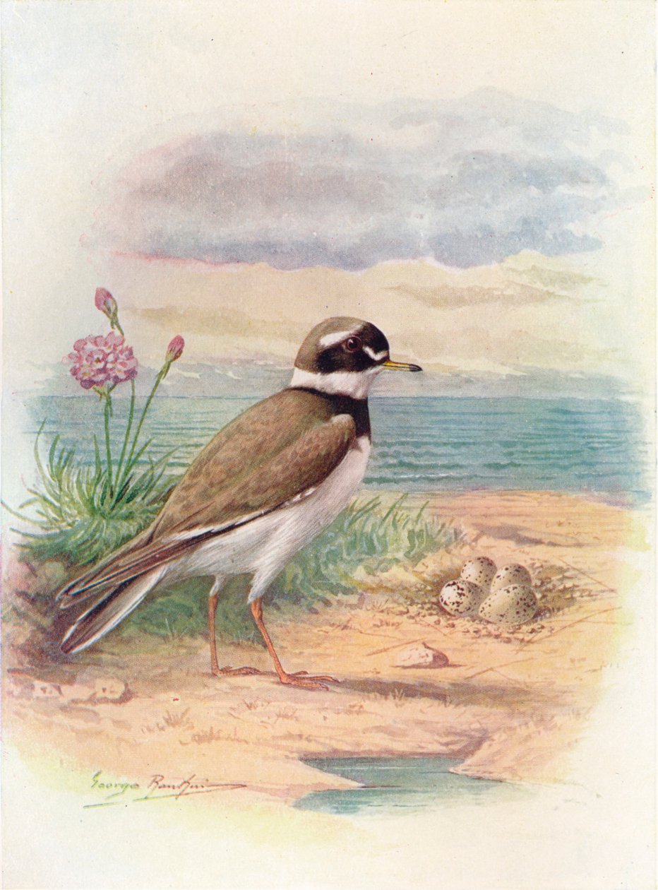 Sieweczka obrożna - Aegialitis hiaticola, c1910, 1910 autorstwa George James Rankin