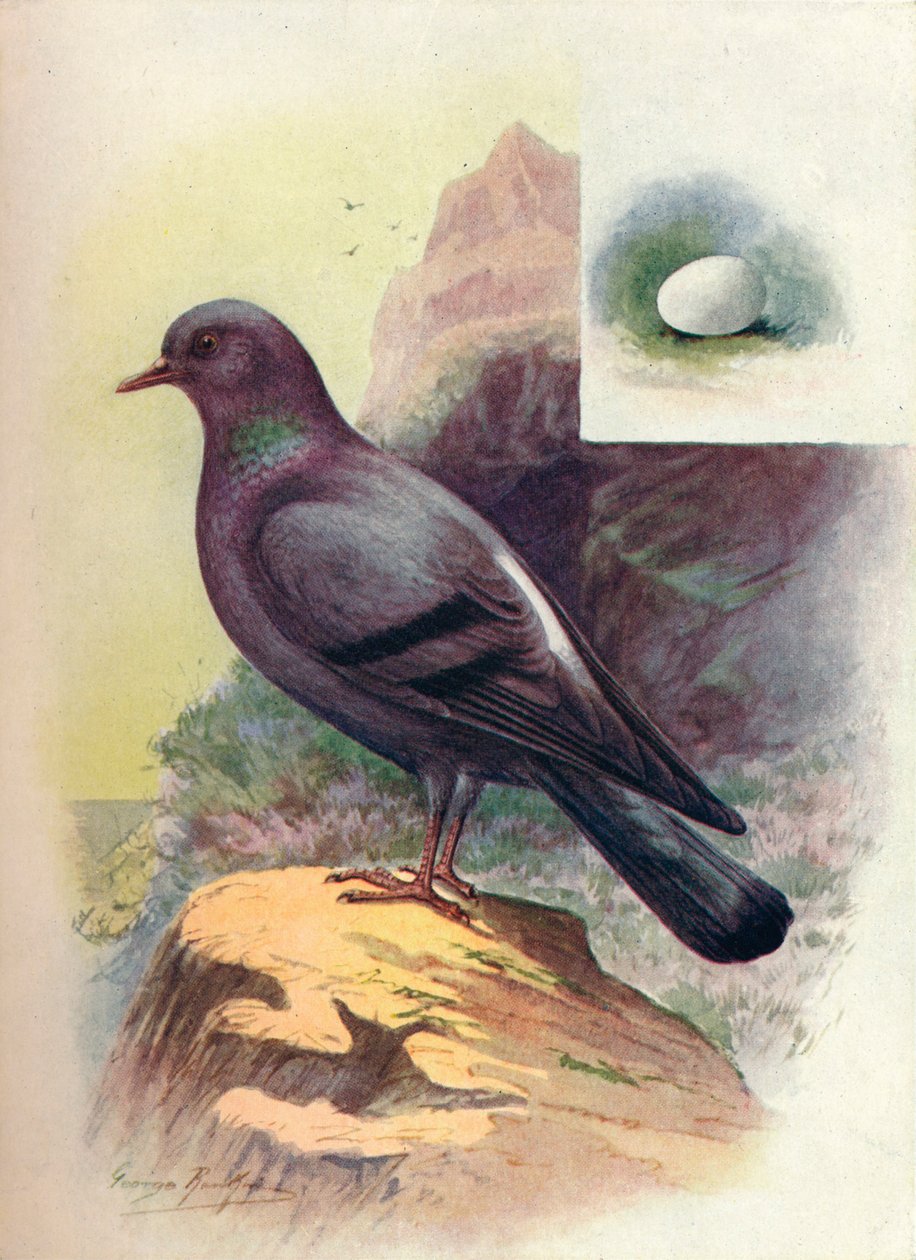 Gołąb skalny - Columba livia, c1910, 1910 autorstwa George James Rankin