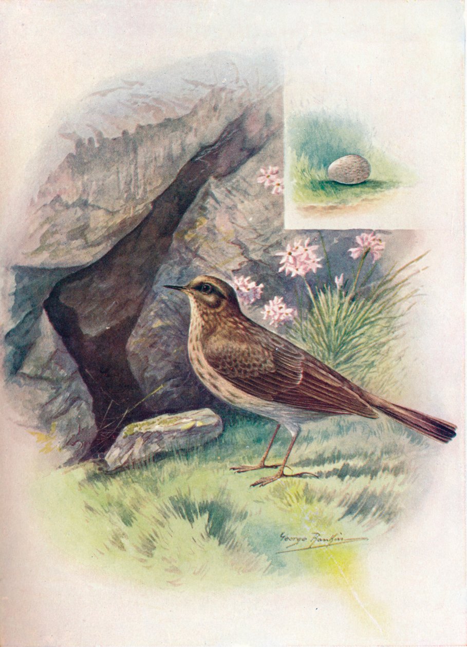 Rock-Pipit - Anthus obscurus, c1910, 1910 autorstwa George James Rankin