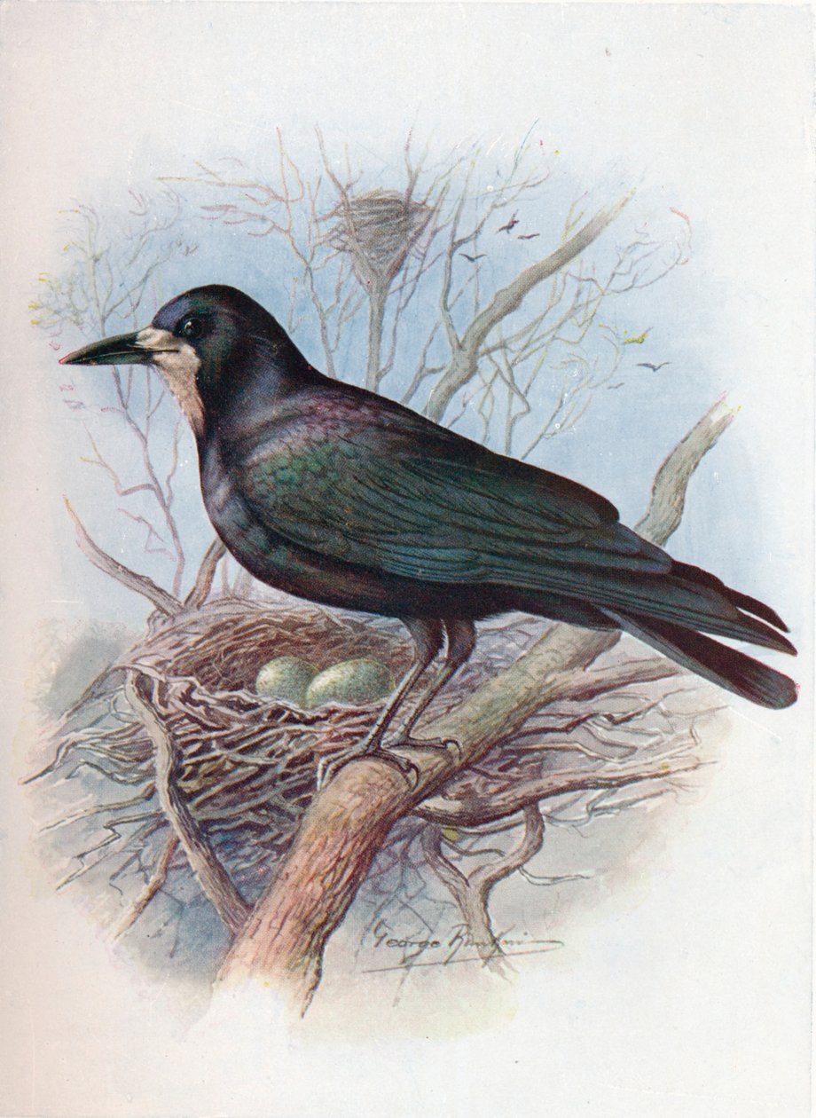 Wieża - Corvus frugilegus, c1910, 1910 autorstwa George James Rankin