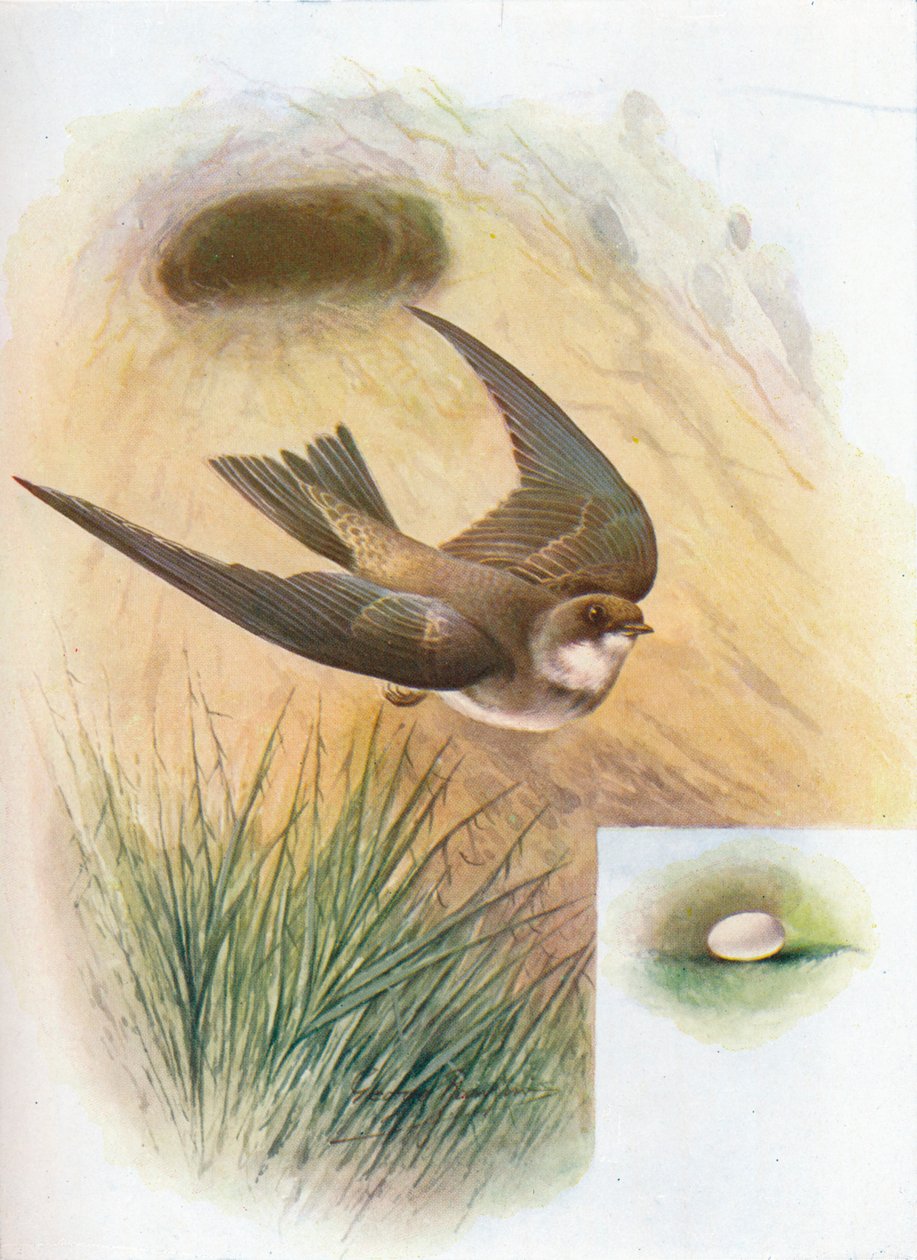 Sand-Martin - Cotile riparia, c1910, 1910 autorstwa George James Rankin