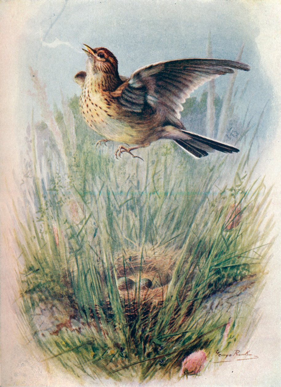Skowronek - Alauda arvensis, c1910, 1910 autorstwa George James Rankin