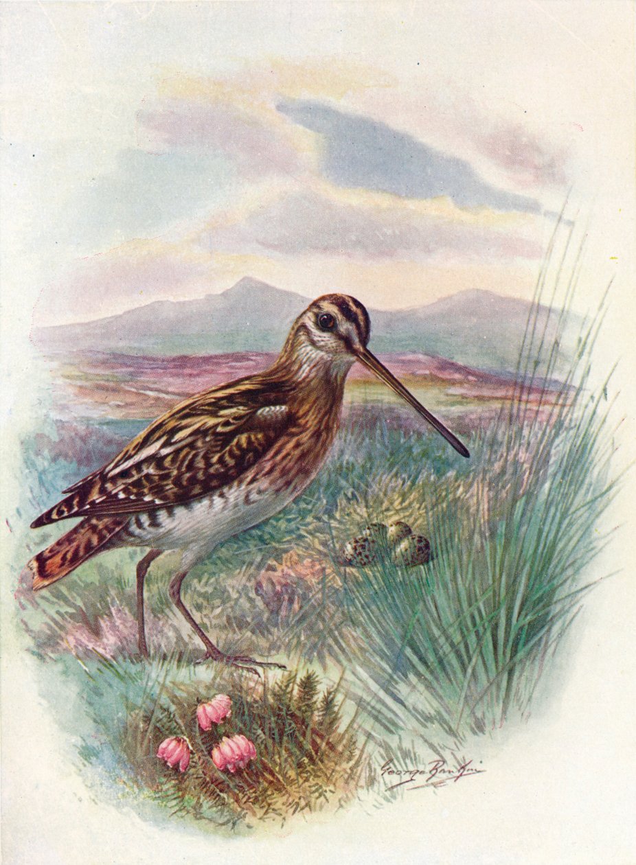 Snipe - Niebiański Gallinago, c1910, 1910 autorstwa George James Rankin