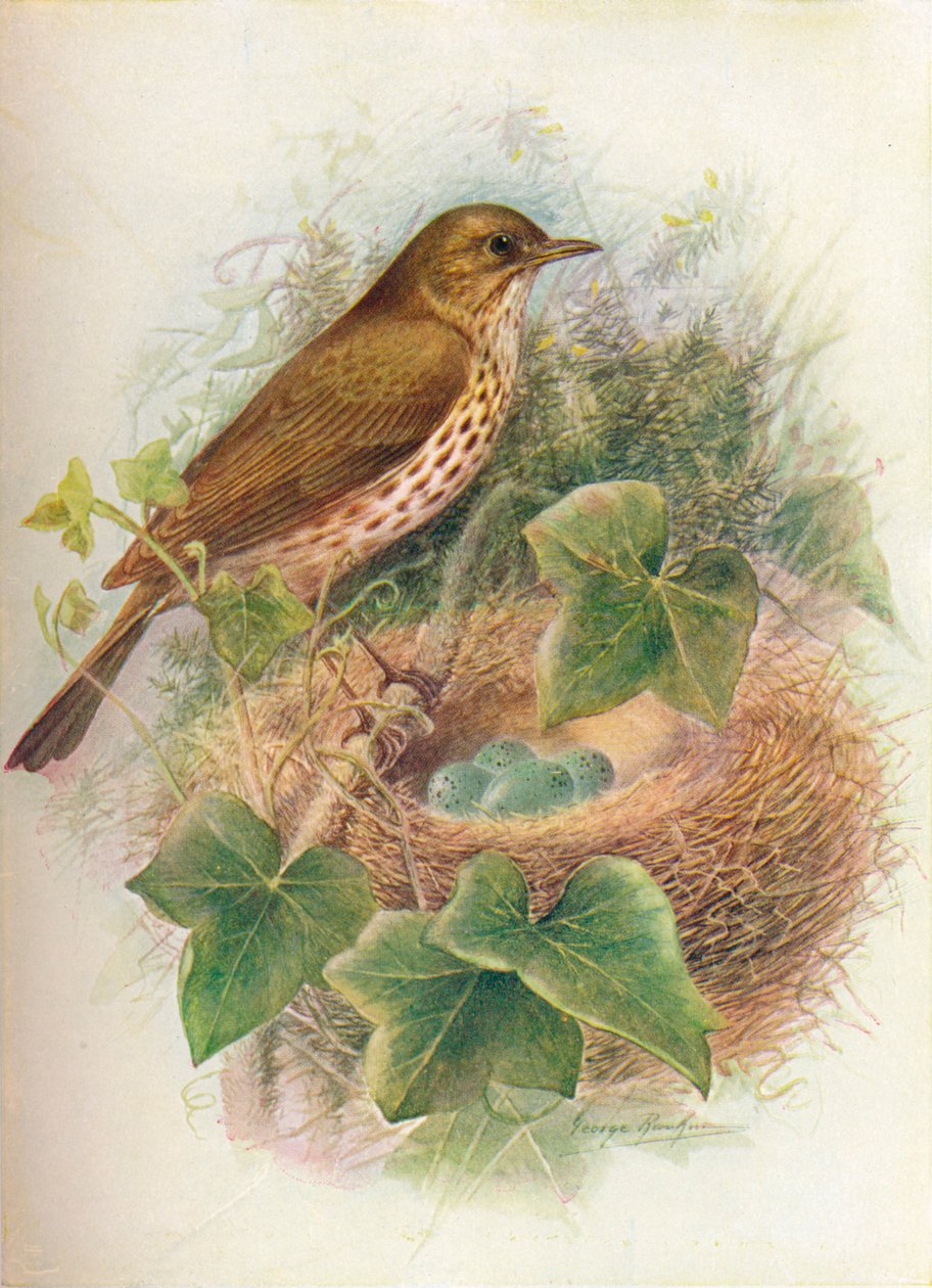 Song-Thrush lub Mavis - Turdus musicus, c1910, 1910 autorstwa George James Rankin