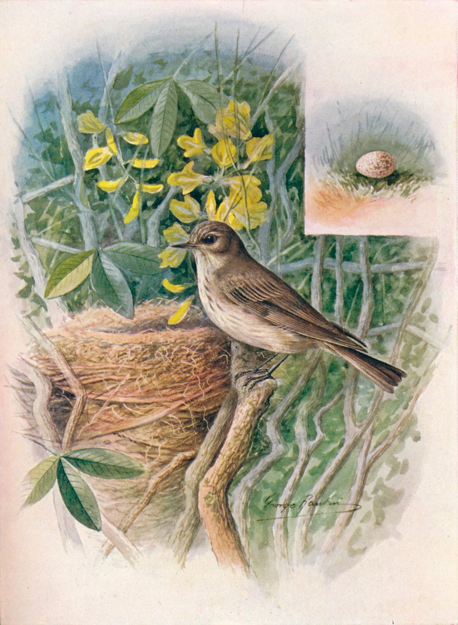 Muchołówka cętkowana - Muscicapa grisola, c1910, 1910 autorstwa George James Rankin