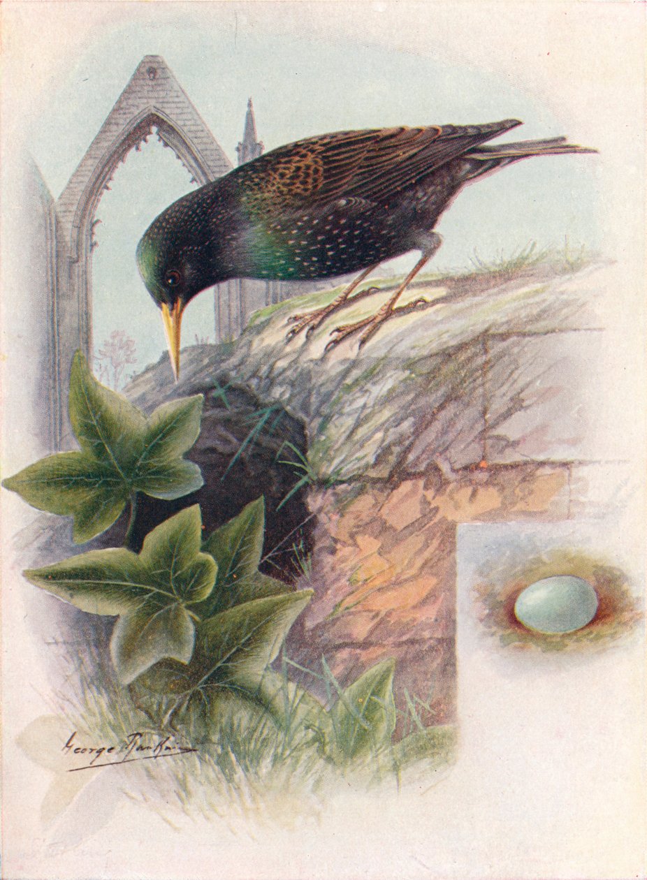 Szpak - Sturnus vulgaris, c1910, 1910 autorstwa George James Rankin