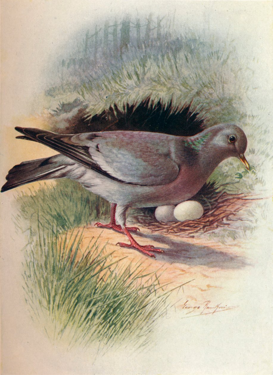 Stock-Dove - Columba oenas, c1910, 1910 autorstwa George James Rankin