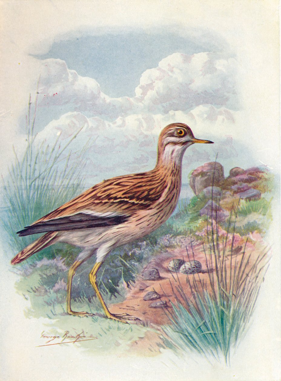 Kula kamienna, siewka norfolk lub grube kolano - OEdicnemus scolopax, c1910, 1910 autorstwa George James Rankin