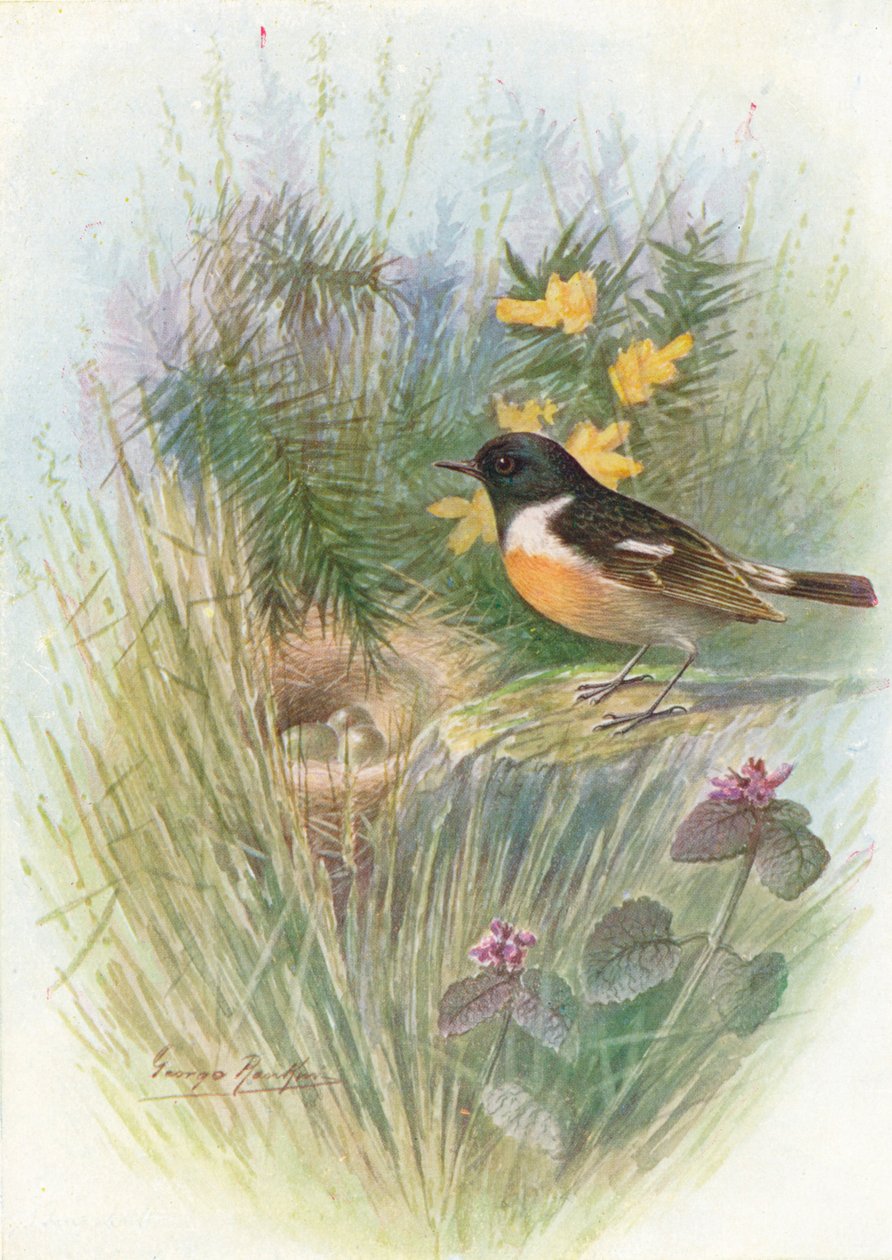 Stonechat - Pratincola rubicola, c1910, 1910 autorstwa George James Rankin