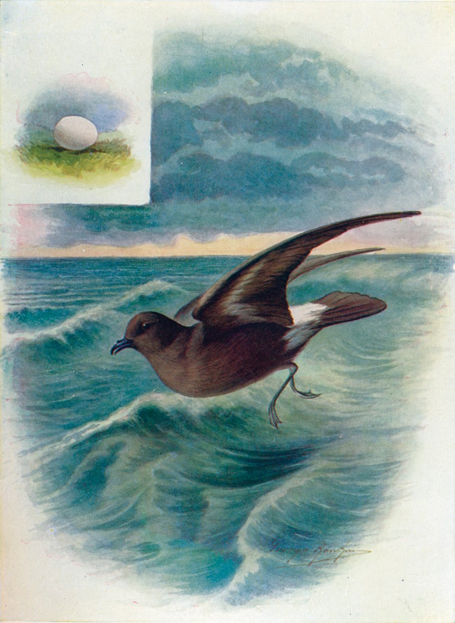 Storm Petrel - Procellaria pelagica, c1910, 1910 autorstwa George James Rankin