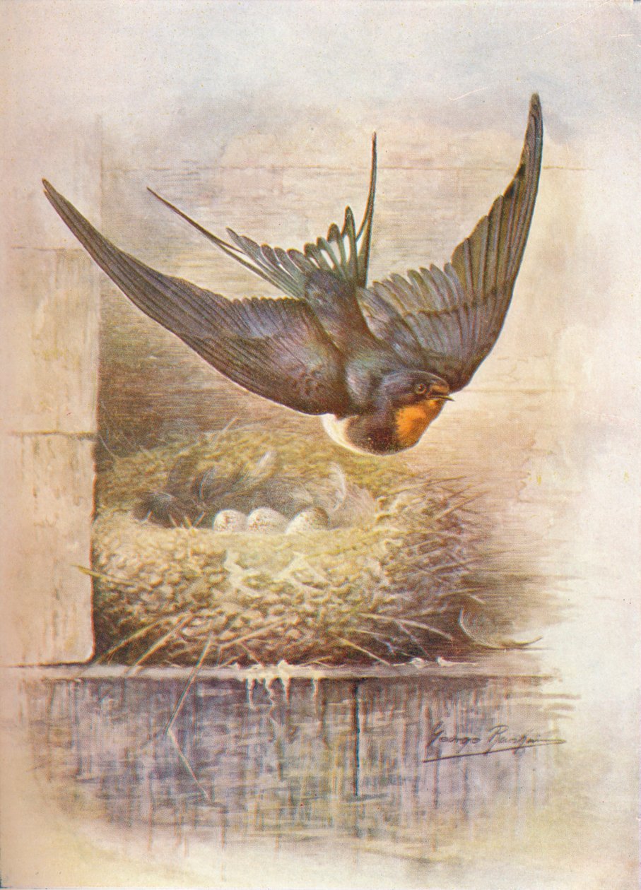 Jaskółka - Hirundo rustica, c1910, 1910 autorstwa George James Rankin
