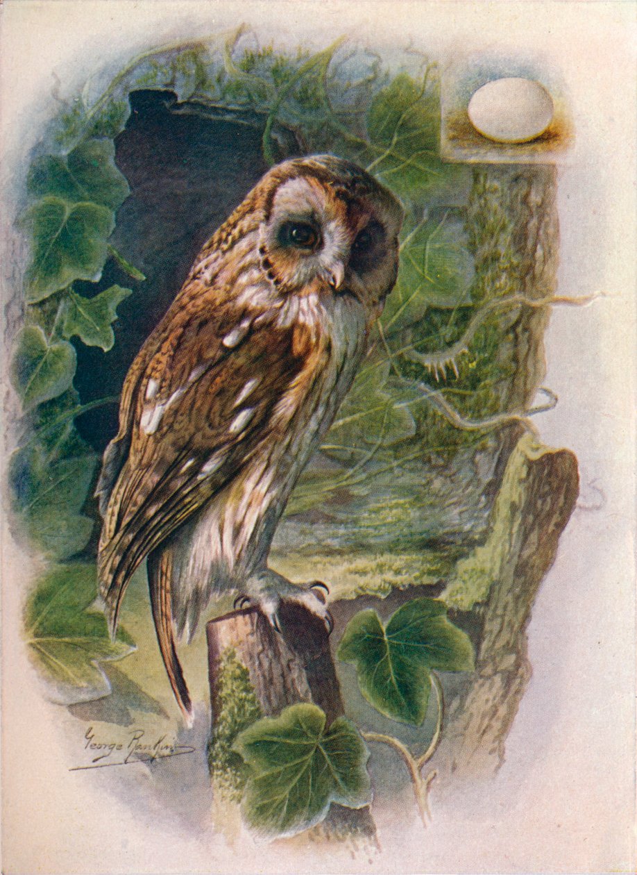 Puszczyk pospolity - Syrnium aluco, c1910, 1910 autorstwa George James Rankin