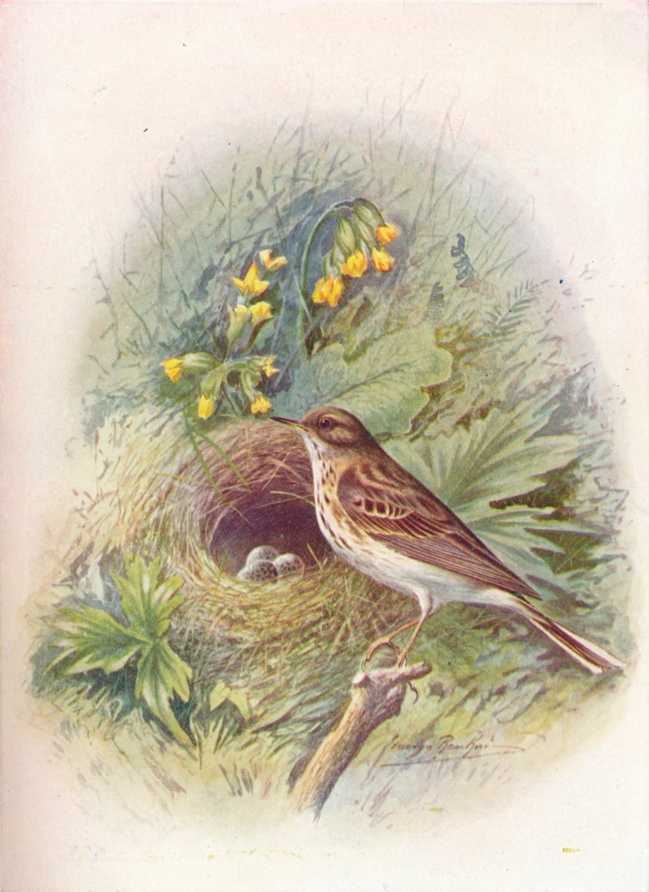 Wieprzowiec - Anthus trivialis, c1910, 1910 autorstwa George James Rankin