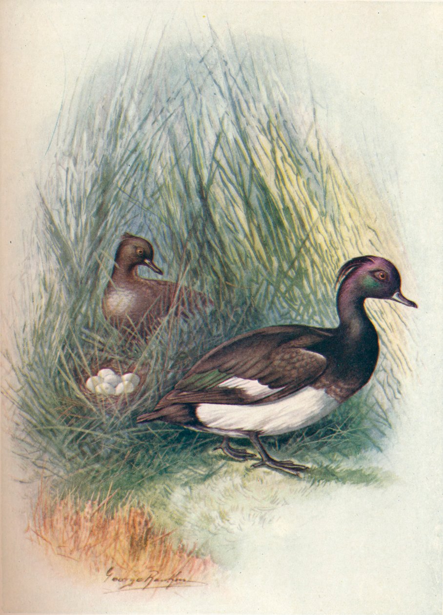 Czernica - Fuligula cristata, c1910, 1910 autorstwa George James Rankin