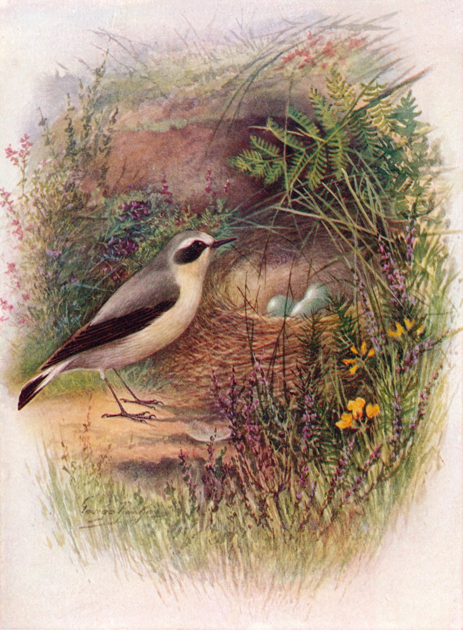 Wheatear - Saxicola oenanthe, c1910, 1910 autorstwa George James Rankin