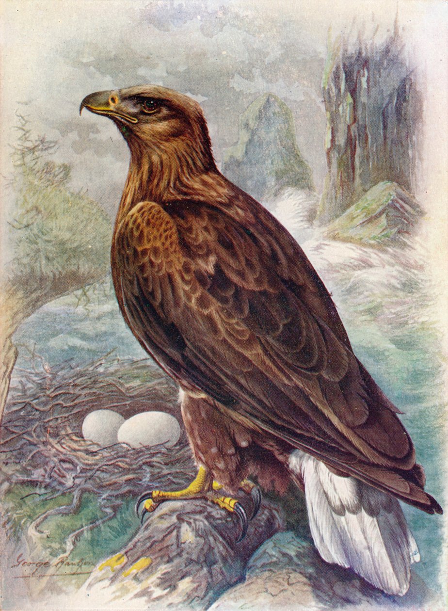 Bielik lub orzeł morski - Haliaetus albicilla, c1910, 1910 autorstwa George James Rankin