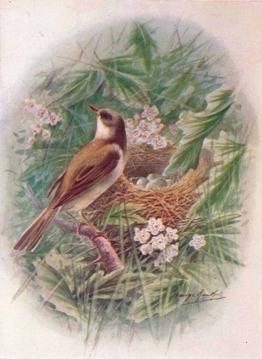 Whitethroat - Sylvia cinerea, c1910, 1910 autorstwa George James Rankin
