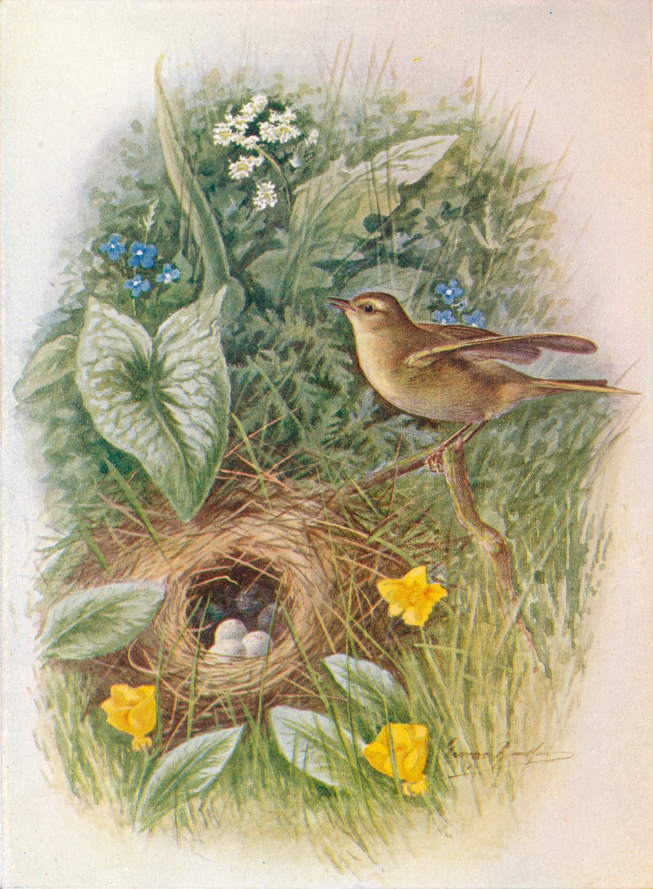 Strzyżyk wierzbowy - Phylloscopus trochilus, c1910, 1910 autorstwa George James Rankin