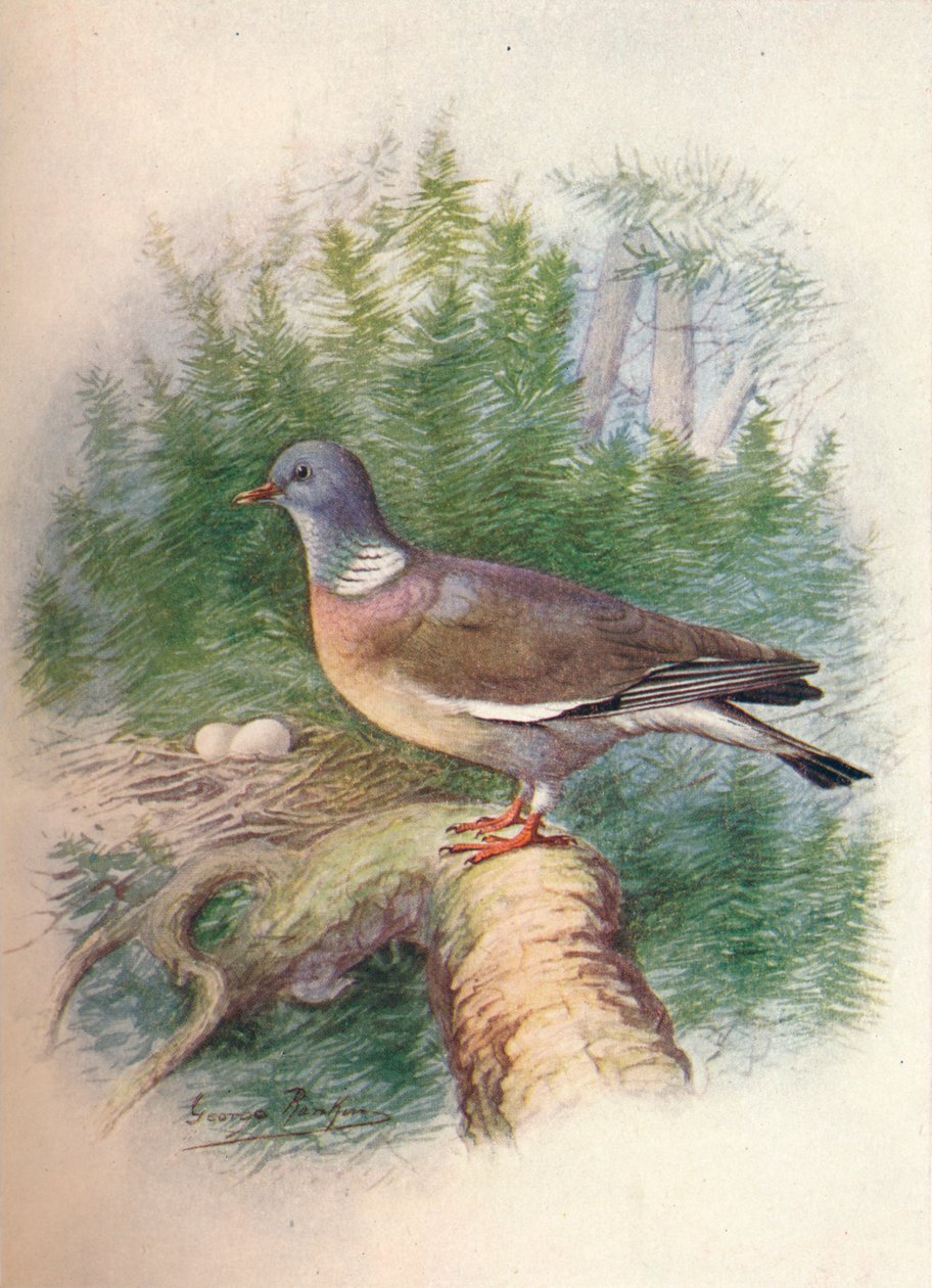 Gołąb leśny lub gołąb obrączkowy - Columba palumbus, c1910, 1910 autorstwa George James Rankin