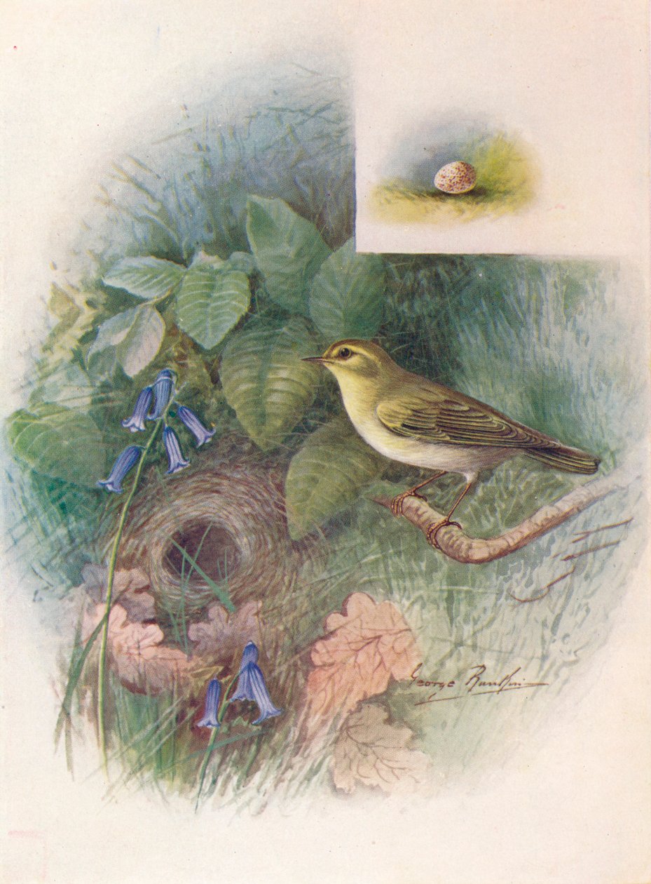 Strzyżyk leśny - Phylloscopus sibilatrix, c1910, 1910 autorstwa George James Rankin