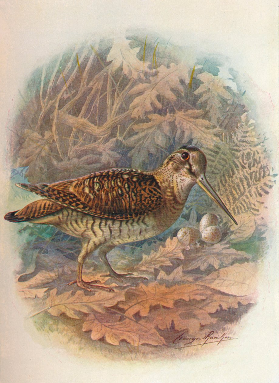 Słonka - Scolopax rusticula, c1910, 1910 autorstwa George James Rankin