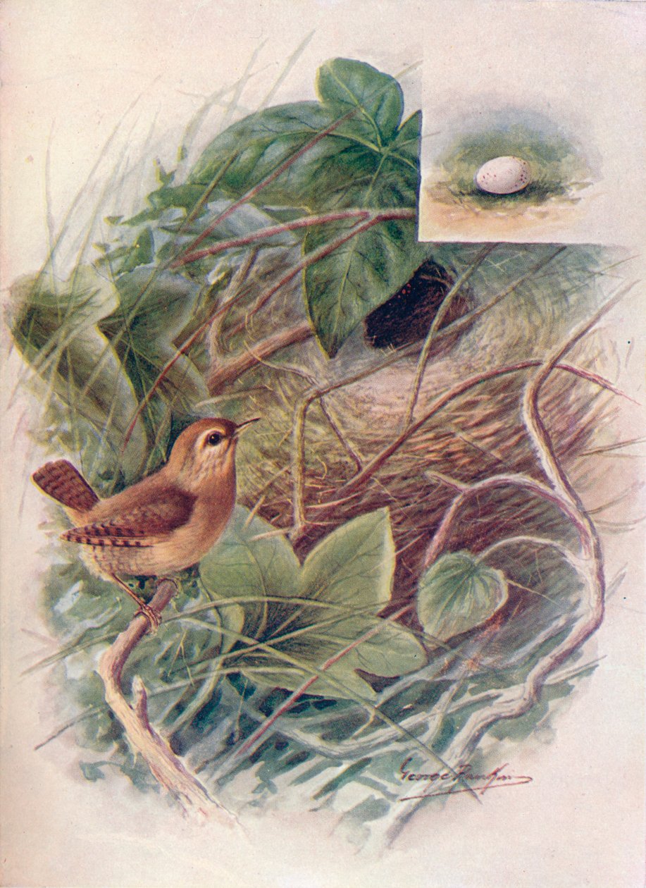 Wren - Troglodytes parvulus, c1910, 1910 autorstwa George James Rankin