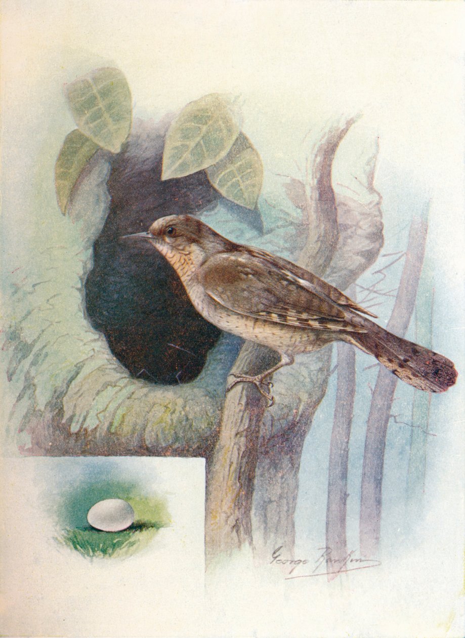 Kręgosłup - Iynx torquilla, c1910, 1910 autorstwa George James Rankin