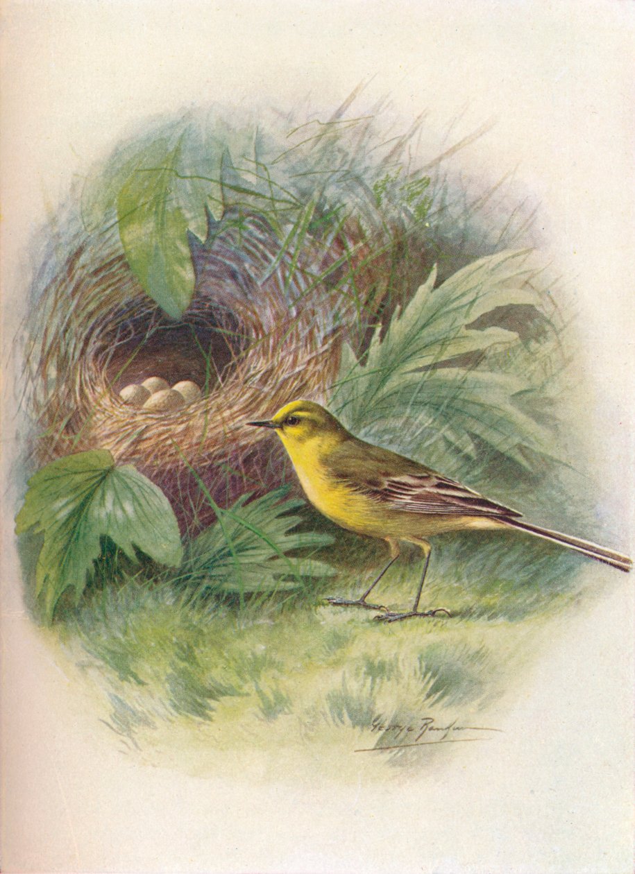 Pliszka żółta - Motacilla raii, c1910, 1910 autorstwa George James Rankin