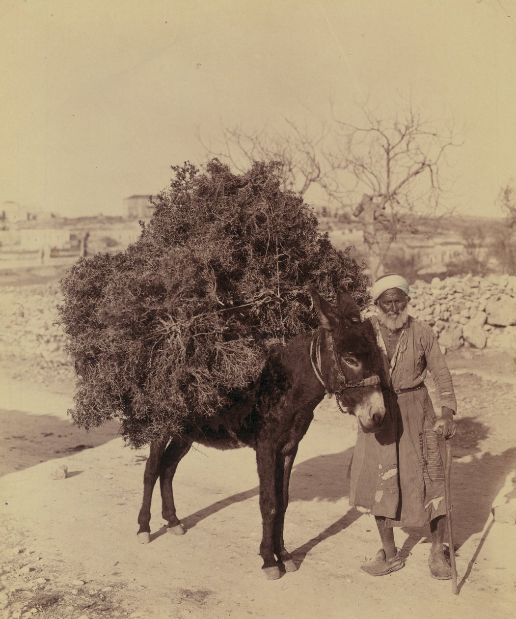 Osioł niosący ładunek korzeni i gałązek na opał, Palestyna, ok. 1900 (zdjęcie)) autorstwa Bartolome Esteban and studio Murillo