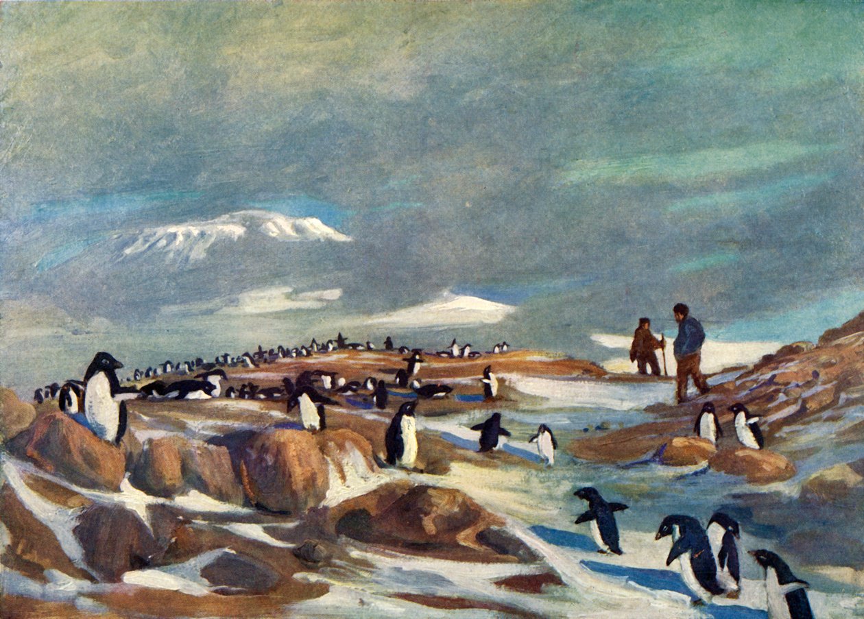 Powrót pingwinów, ok. 1908, 1909. autorstwa George Marston