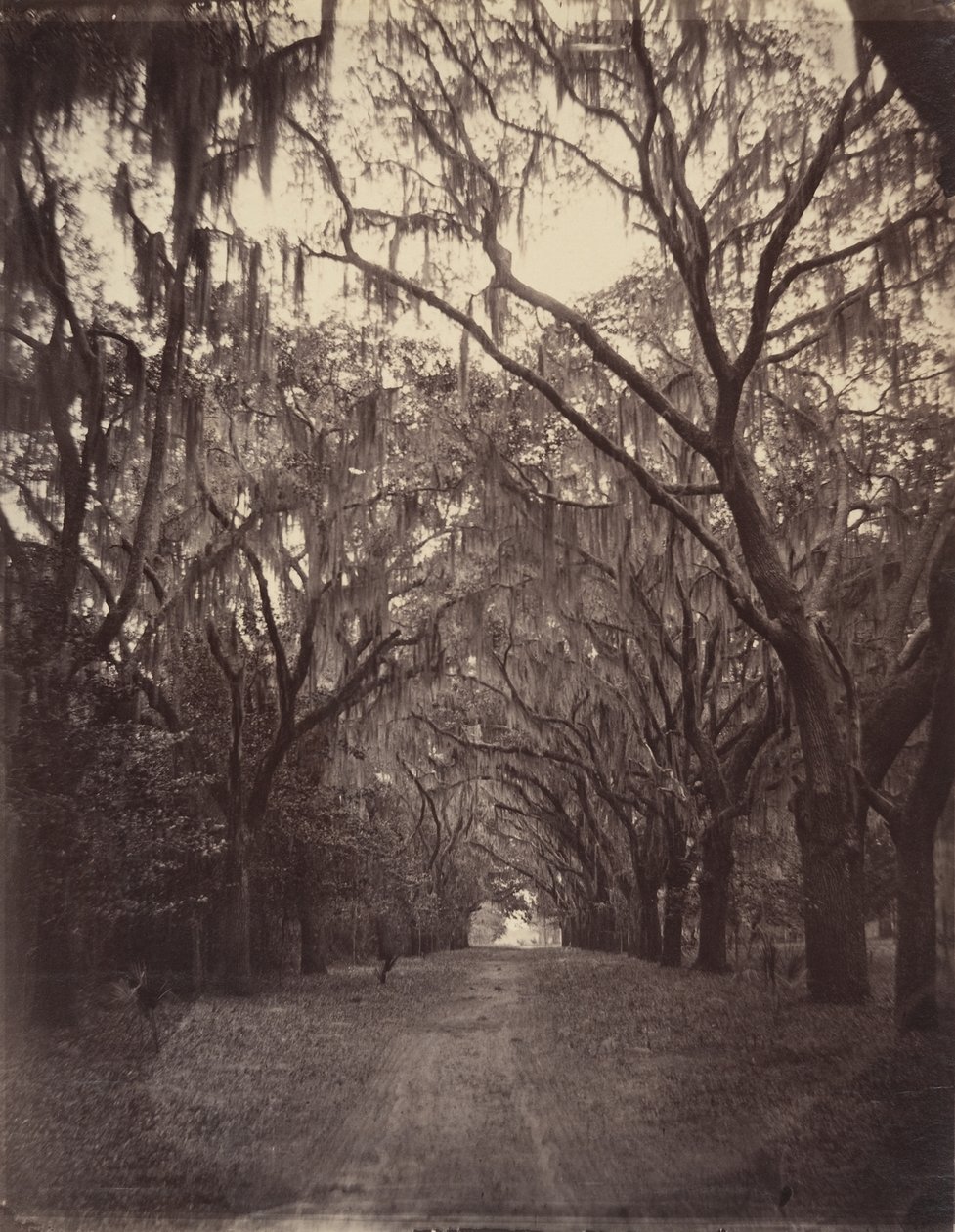 Cmentarz Bonaventure, cztery mile od Savannah autorstwa George N. Barnard