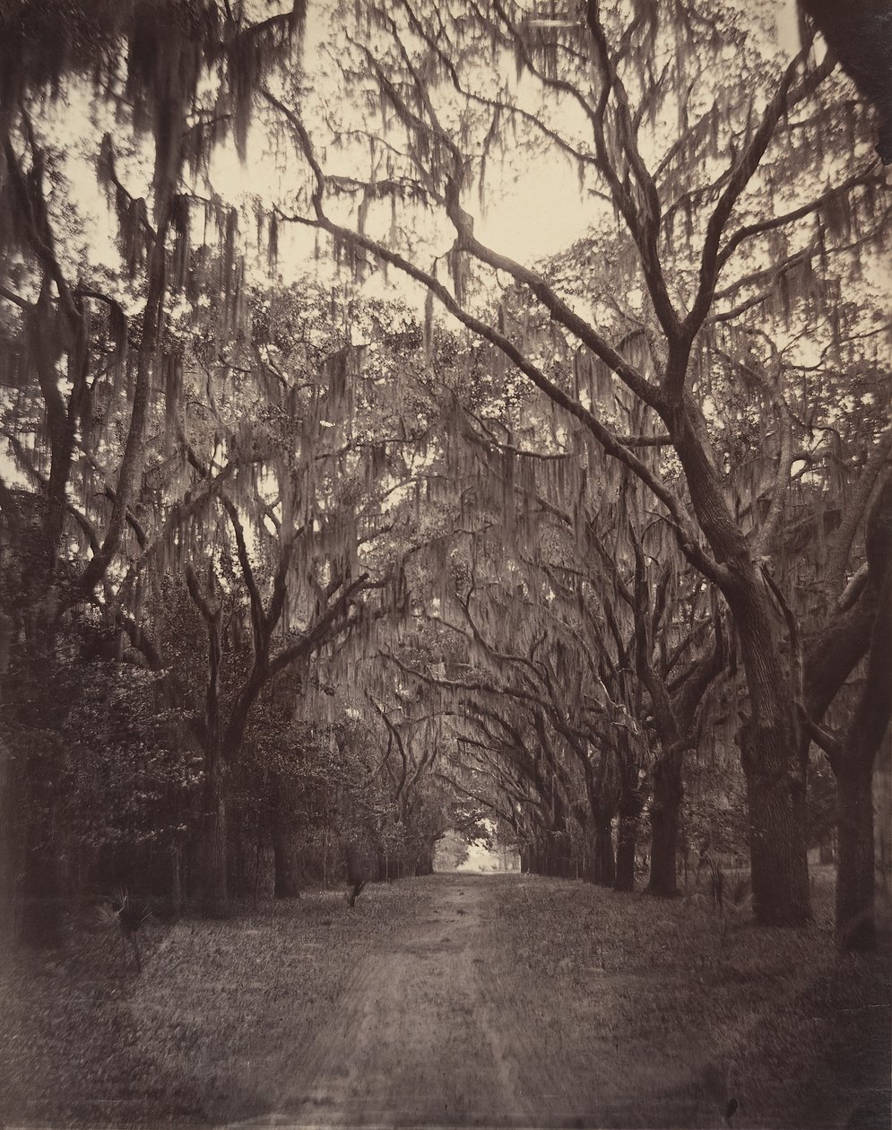 Cmentarz Bonawentury, cztery mile od Savannah, 1866. autorstwa George N. Barnard