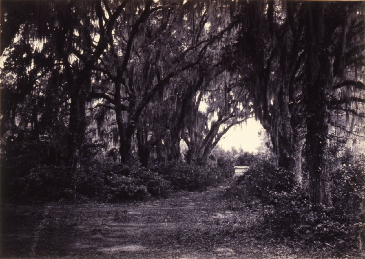 Bonaventure, Savannah, Georgia autorstwa George N. Barnard