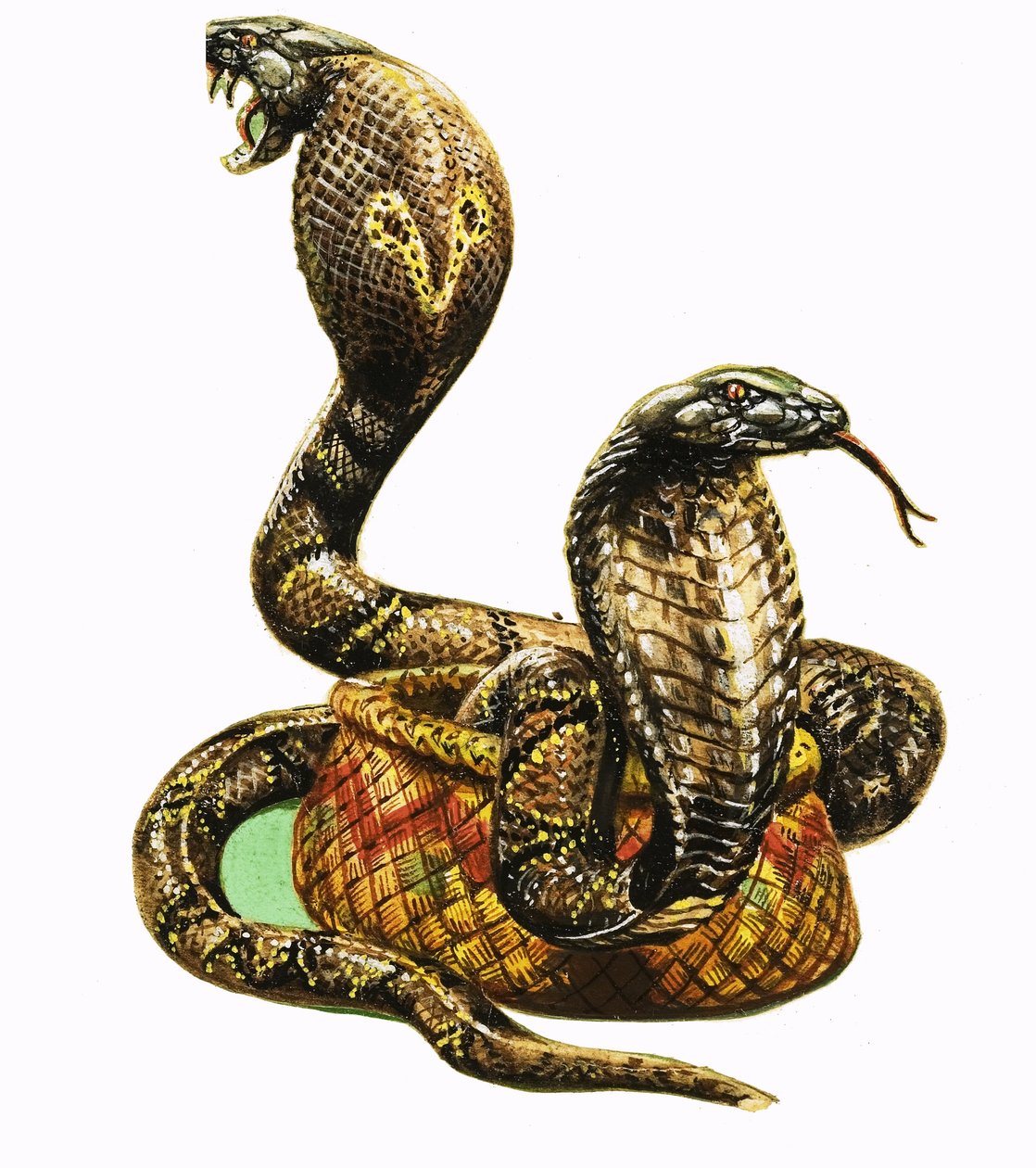 King Cobras autorstwa George R. Radcliffe
