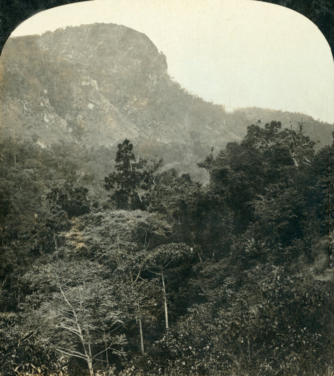 Tropikalna roślinność w wąwozie rzeki Barron,... Cairns, Queensland, Australia, c1909. autorstwa George Rose