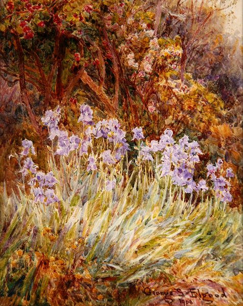 Bladoniebieski irys, Florencja autorstwa George Samuel Elgood
