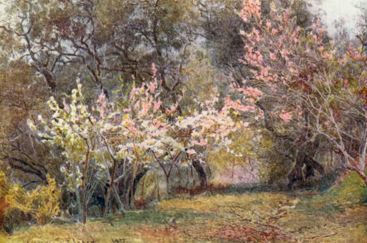 Brzoskwinia, śliwka i kwiat gruszy (kolorowa litografia) autorstwa George Samuel Elgood