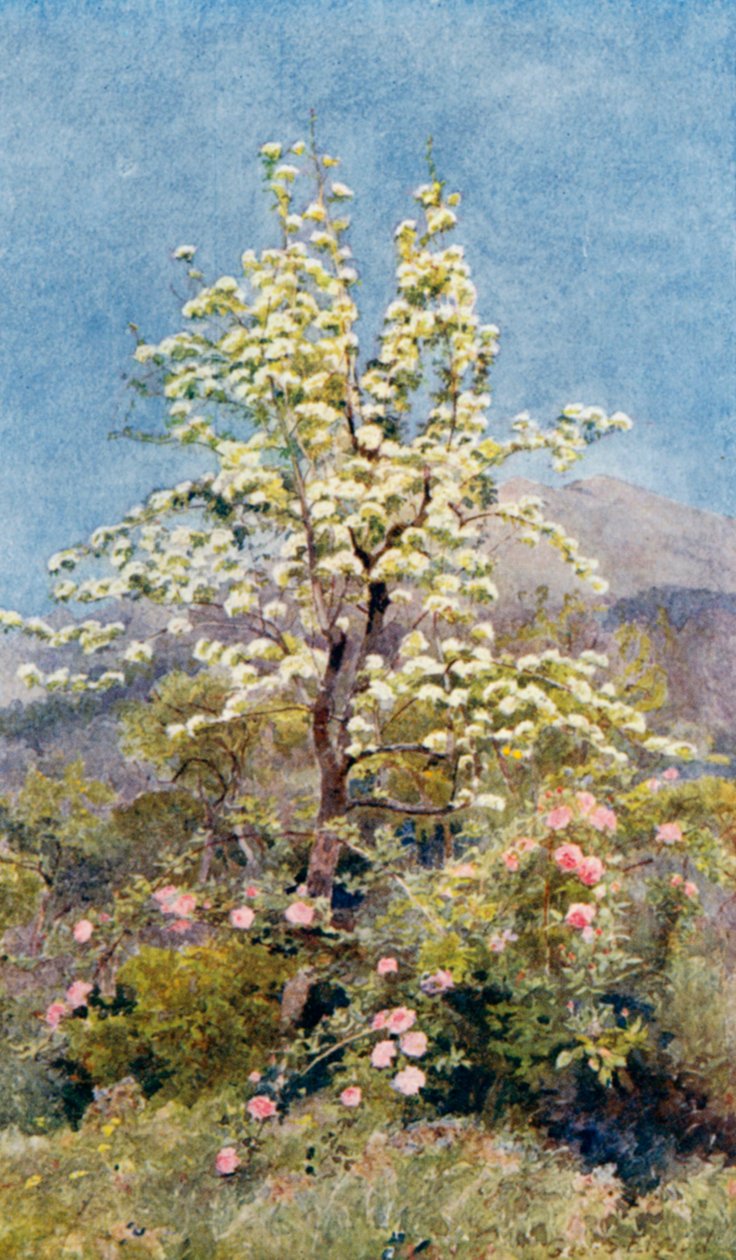 Kwiat gruszy, Alpy Nadmorskie (kolorowa litografia) autorstwa George Samuel Elgood