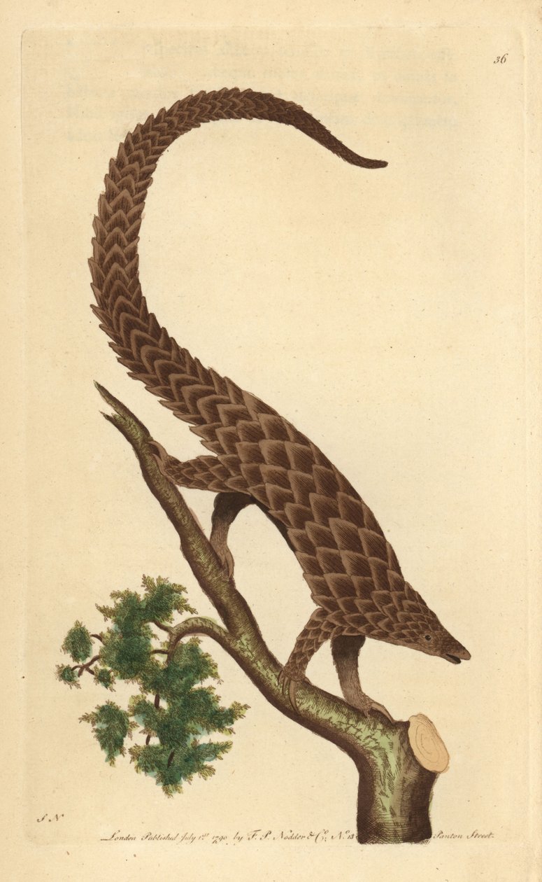 Manis czteropalczasty, łuskowiec długoogonowy lub łuskowiec czarnobrzuchy, z „Miscellany przyrodnika” autorstwa George Shaw